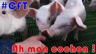 Ah mon COCHON !!! Ou la visite d'un élevage de porc en Bretagne chez David.