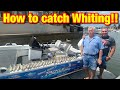 How to catch Whiting in the estuary and river, all the secrets you need to know.