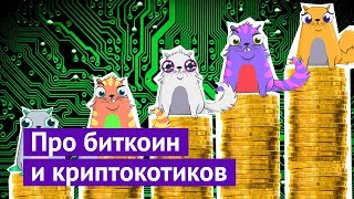 Криптокотики, биткоин и как я случайно заработал 5000$