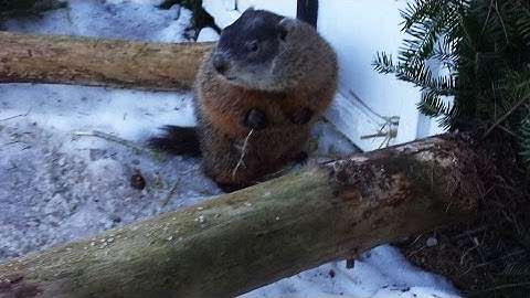 Early spring? Groundhog doesn