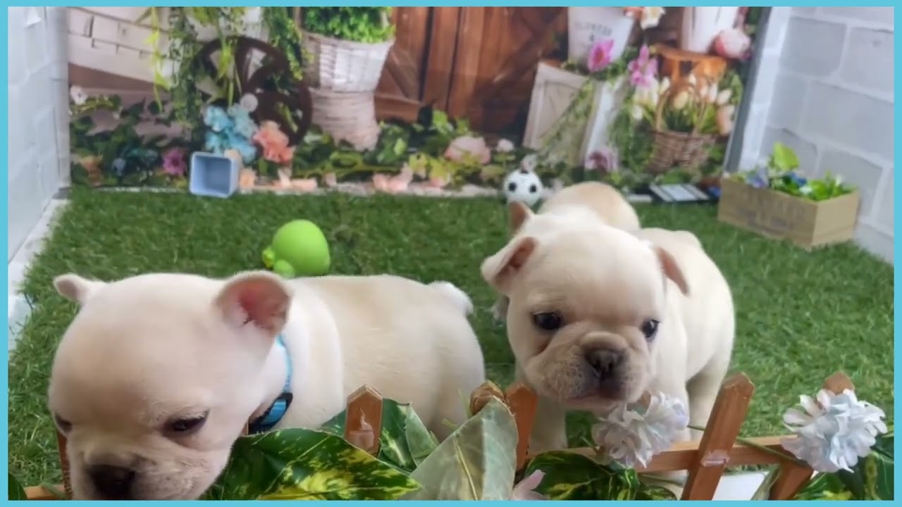 746805 フレンチブルドッグ - YouTube