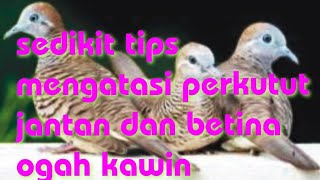 tips mengatasi perkutut jantan dan betina ga mau kawin