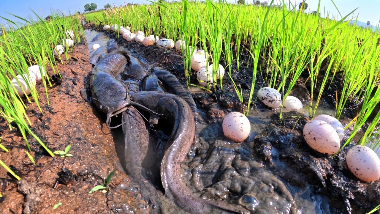 wow amazing Fishing, catch a lot of fish and pick duck eggs in rice field