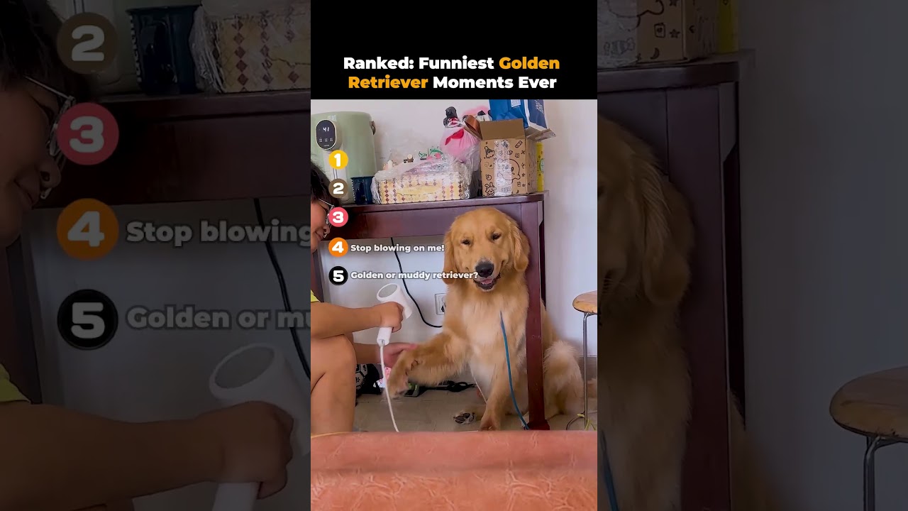 Ranked- Funniest Golden Retriever Moments Ever