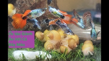 Ốc Táo Vàng Giành Ăn Với Bầy Cá Bảy Màu | Tuấn Cá Cảnh