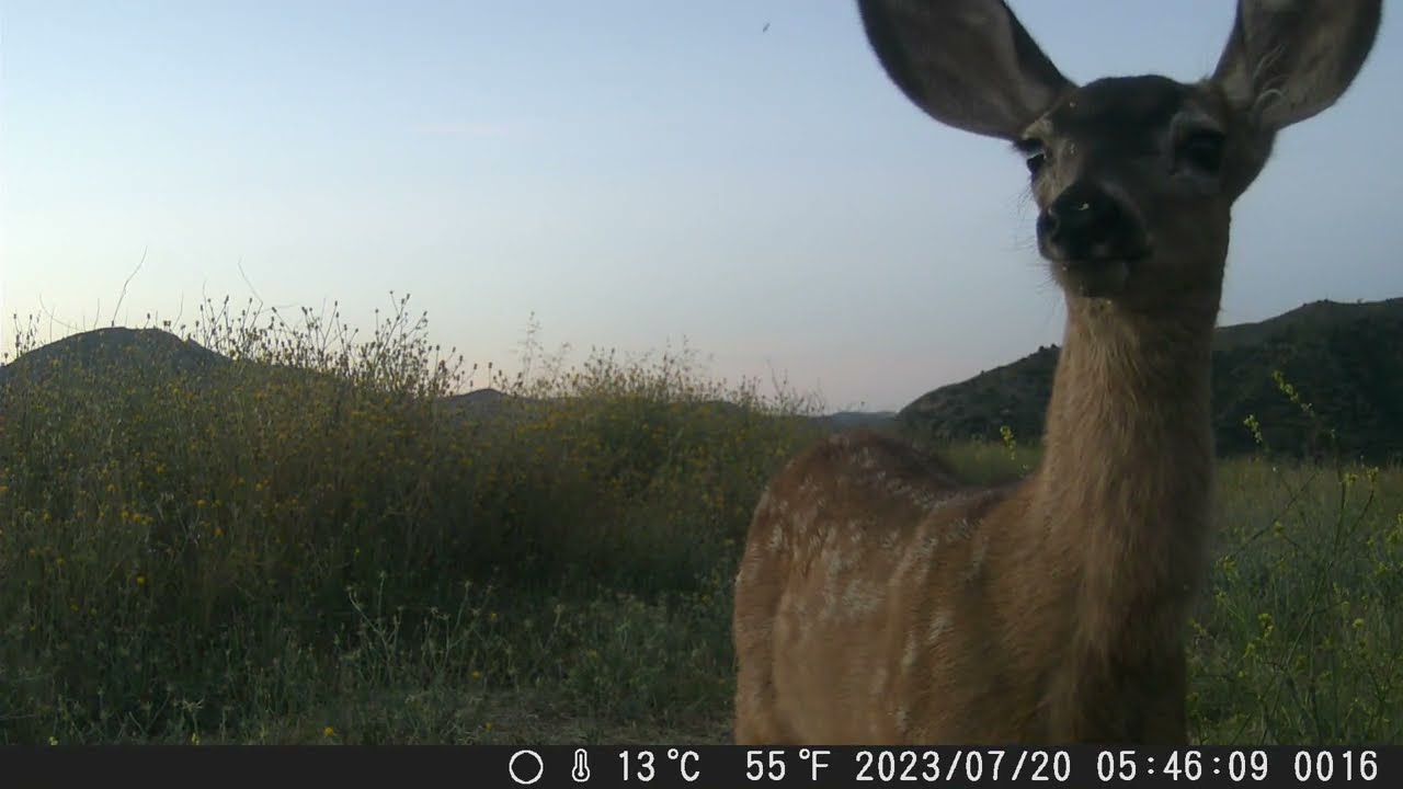 Mule deer fawn close up