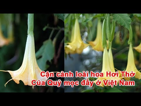 Video: Hoa Chuông