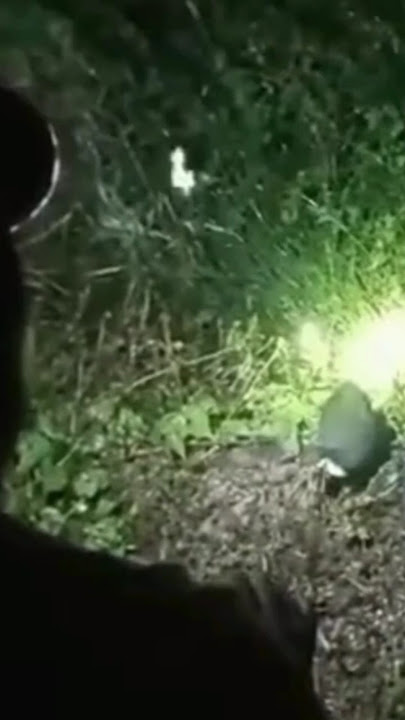 Ssssssst.......🤫#Shortd #burungsawah