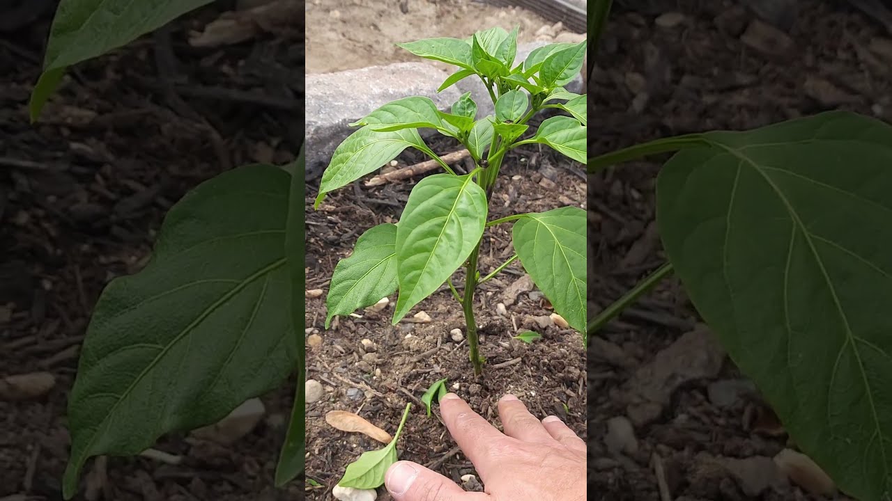 How I Prune Pepper Plants Garden Gardening