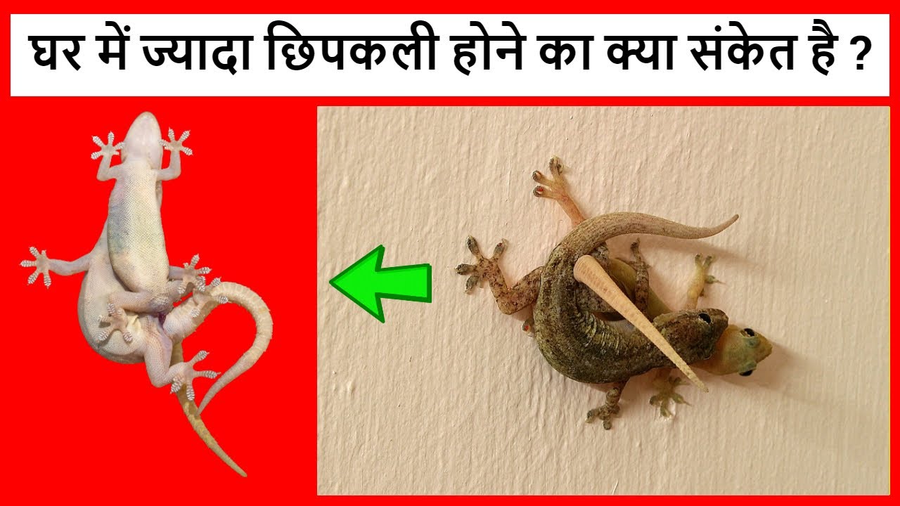 ghar me chipkali jyada hone se kya hota hai घर में ज्यादा छिपकली
