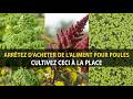 7 plantes remplacent l’alimentation des poules ! Plantez une fois, nourrissez pour toujours !