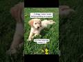 5 things I wish I knew before getting our puppy#dogdental #BetterWild #ads #dogmom #dogsoftiktok