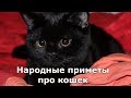 Народные приметы про кошек