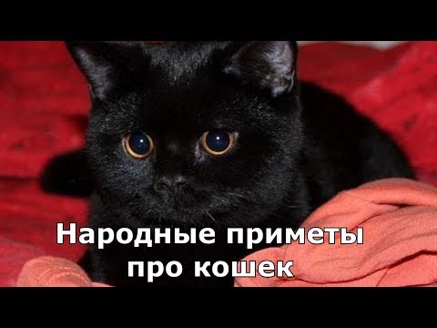 Вопрос: Что говорят приметы по поводу того, что кошки спят в ногах хозяина?
