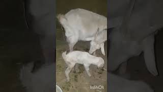 3 Март эчкимиз эгиз улогчалар дунёга келтирди 🐐🐐