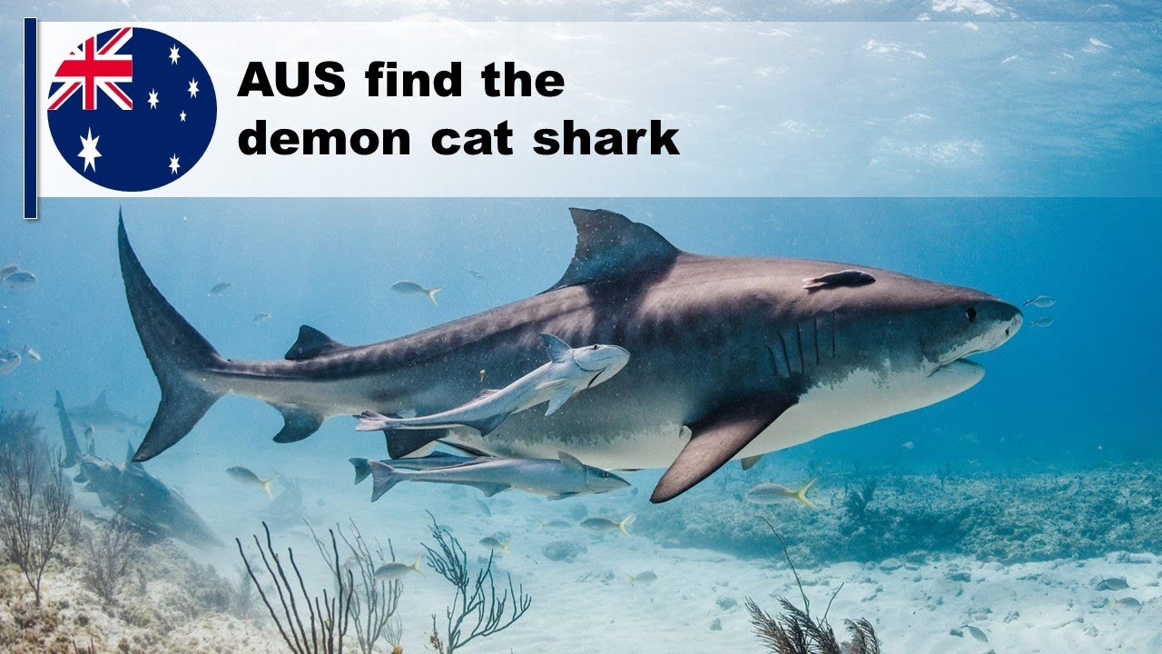 The Demon Shark: A New Shark Discovered Deep Off the Australian Coast