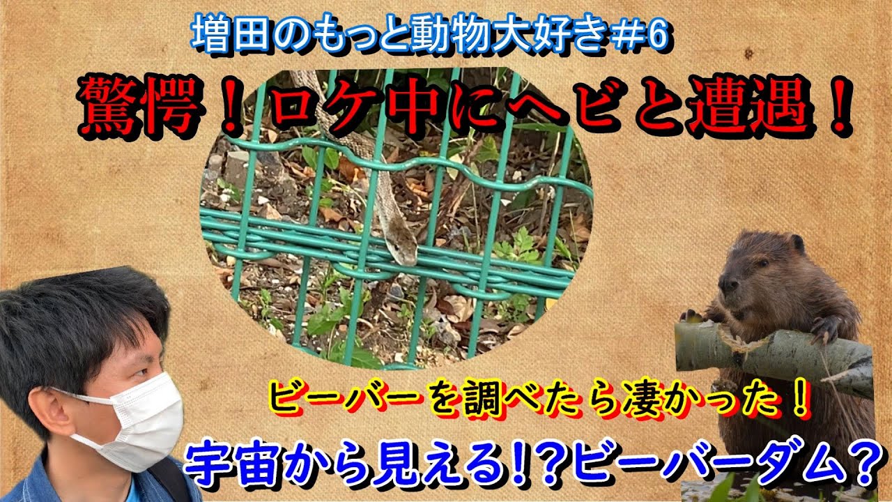 ビーバー 森の天才建築家ビーバー 5 19 増田のもっと動物大好き 6 Youtube