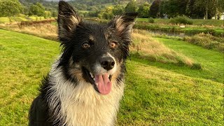 Richie + Doti LIVE! Walk time #mindfulness #bordercollie #puppy #chill