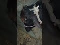 melu#bacchon_ka_😀video #animals #comedymovies #funnycomedy