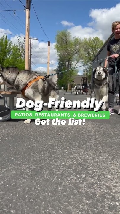 a-list-of-all-the-dog-friendly-patios-restaurants-and-breweries-in