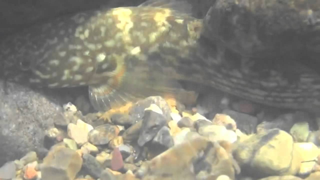 美しい長良川の底生魚 YouTube