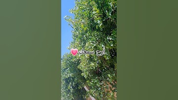 #تلاوة_خاشعة #إسلام_صبحي #تلاوة_مؤثرة #صوت_يريح_القلب #قرآن #صلوا_علي_النبي #تلاوة_مميزة