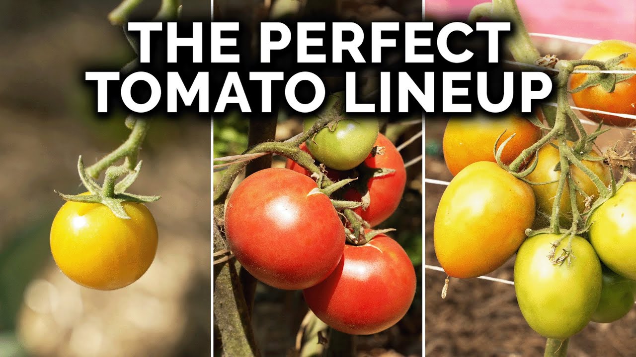 Is This The Ultimate Tomato Collection to Plant?