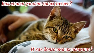 Как кошка узнает своих хозяев И как долго она их помнит How does a cat recognize its owners