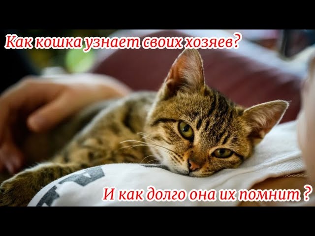 Как кошка узнает своих хозяев И как долго она их помнит How does a cat  recognize its owners - YouTube