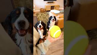 Giggling Tennis Ball: GURU Pet Company Dog Toy