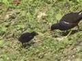Common Moorhen and baby birds