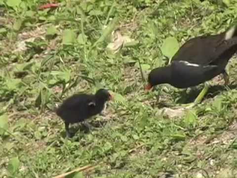 moorhen baby