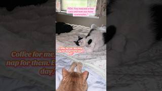 From surviving outside to sleeping belly-up on a fluffy blanket. #catvideos #cats #catshorts