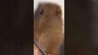 #pomeranian #puppy #pets #cute #teddybear #cutedog #top #pompom #cutepuppies #animals #funny #pom