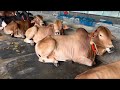 A Random Day | Ivory Cattle Farm| Farm Tour | Vlog 02