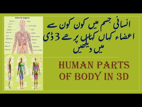 anatomy-of-human-body-in-3d