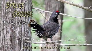 Spruce Grouse