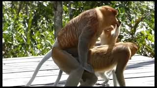 @Catnap_el_Pro2_YT  y Su Domador deoz Cuando andan solas