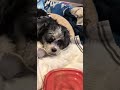 Dog paralyzed from the neck down