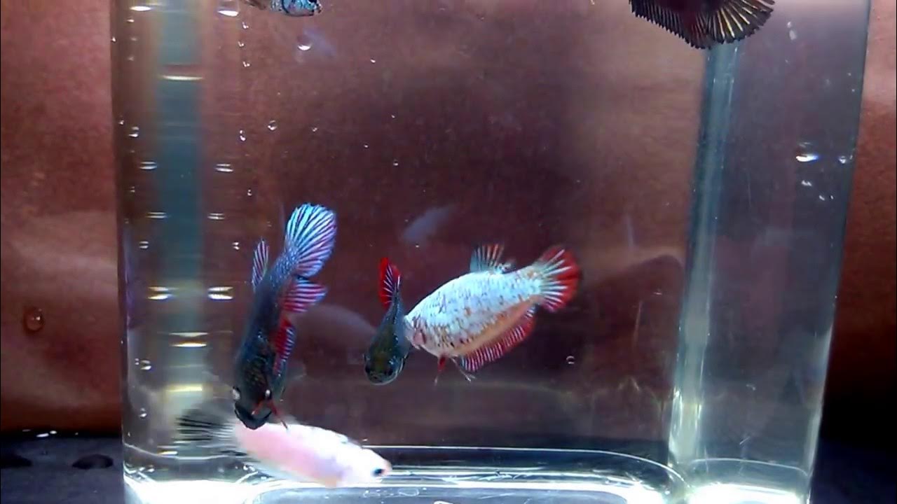 Петушок рыбка фото виды. Макропод рыбка. Самка петушка рыбка самка. Рыбка петушок самка в аквариуме. Рыбка петушок самка в аквариуме.