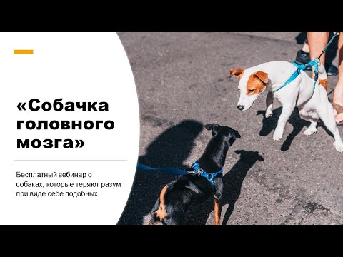 Вебинар "Собачка головного мозга"