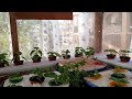Leafy vegetables using water gutters