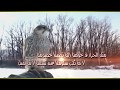 شيلة مطير حمران النظر للشاعر الصارم الحان واداء شامخ مطير مونتاج العرين للتصميم شيلة مطير حمران النظر للشاعر الصارم الحان واداء شامخ مطير مونتاج العرين للتصميم