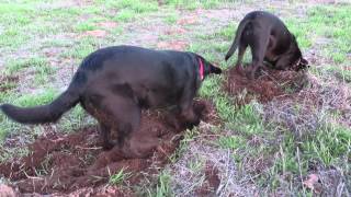 Dogs Digging Gophers