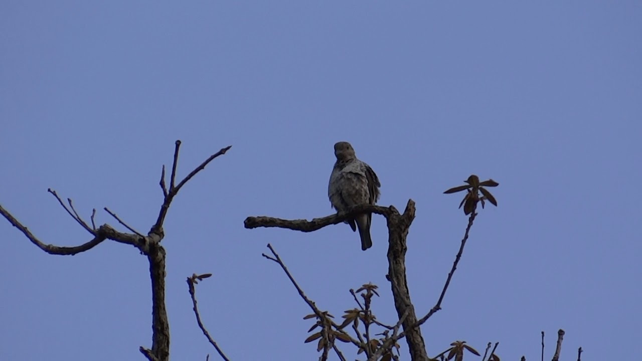 Cotinga amabilis - Lovely Cotinga female Video 02 