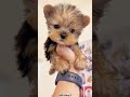 Top 5 Reasons Why a Yorkie Is the Perfect Pet 🐾