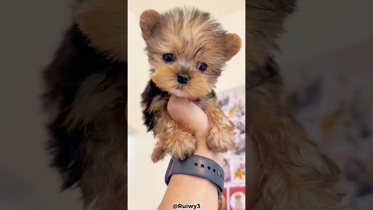 Top 5 Reasons Why You Should Get A Yorkie 