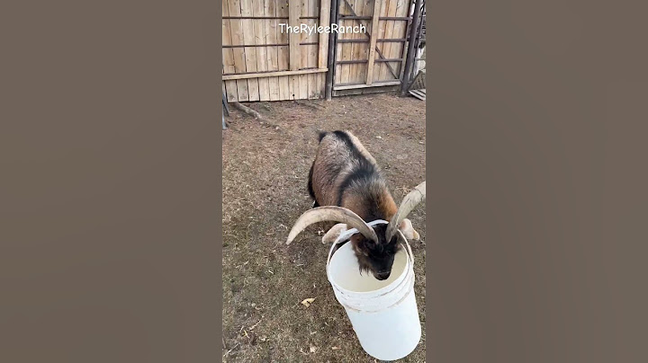 The Rylee Ranch: When maple the goat gets his head stuck in a bucket!
