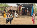 Village culture of uttar pradesh india  amazing old indian village  unseen village lifestyle