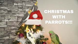 Parrots Opening Christmas Presents || Christmas Chaos